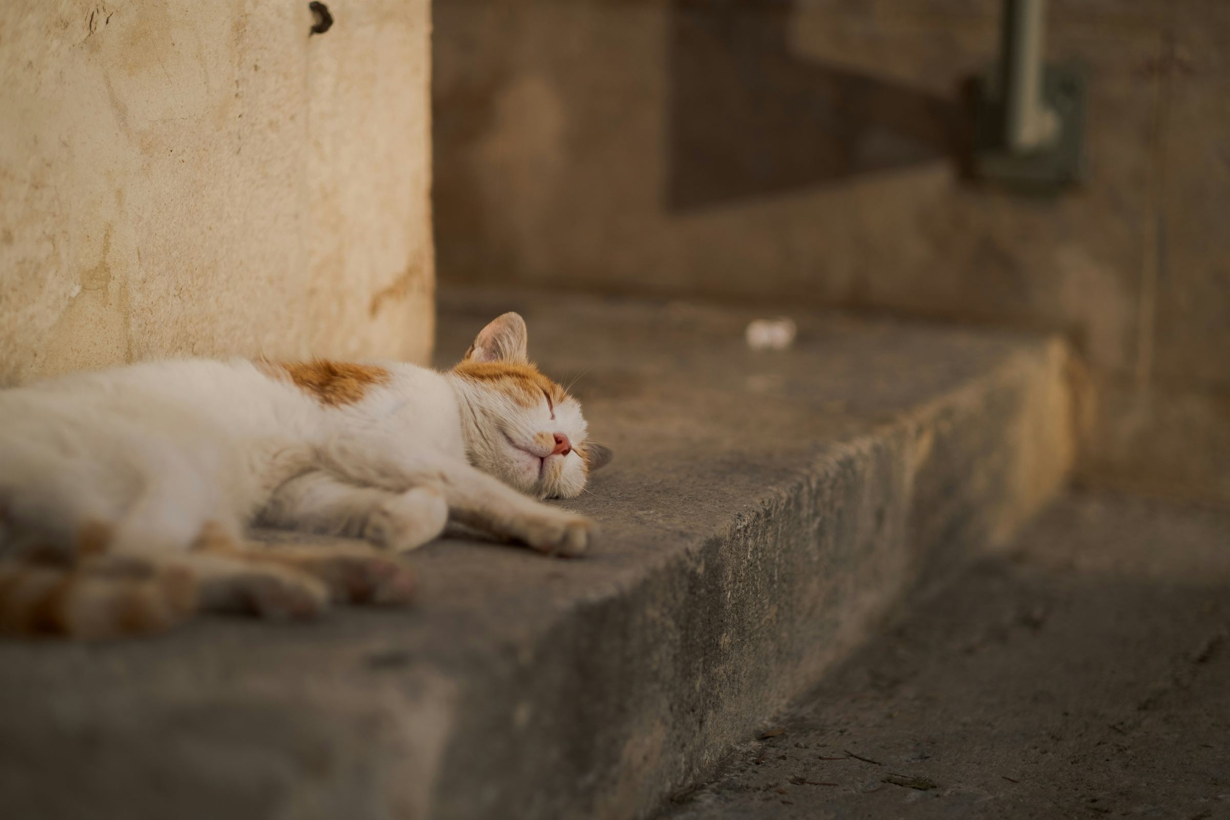 Orange and white cat dozing on a stone step