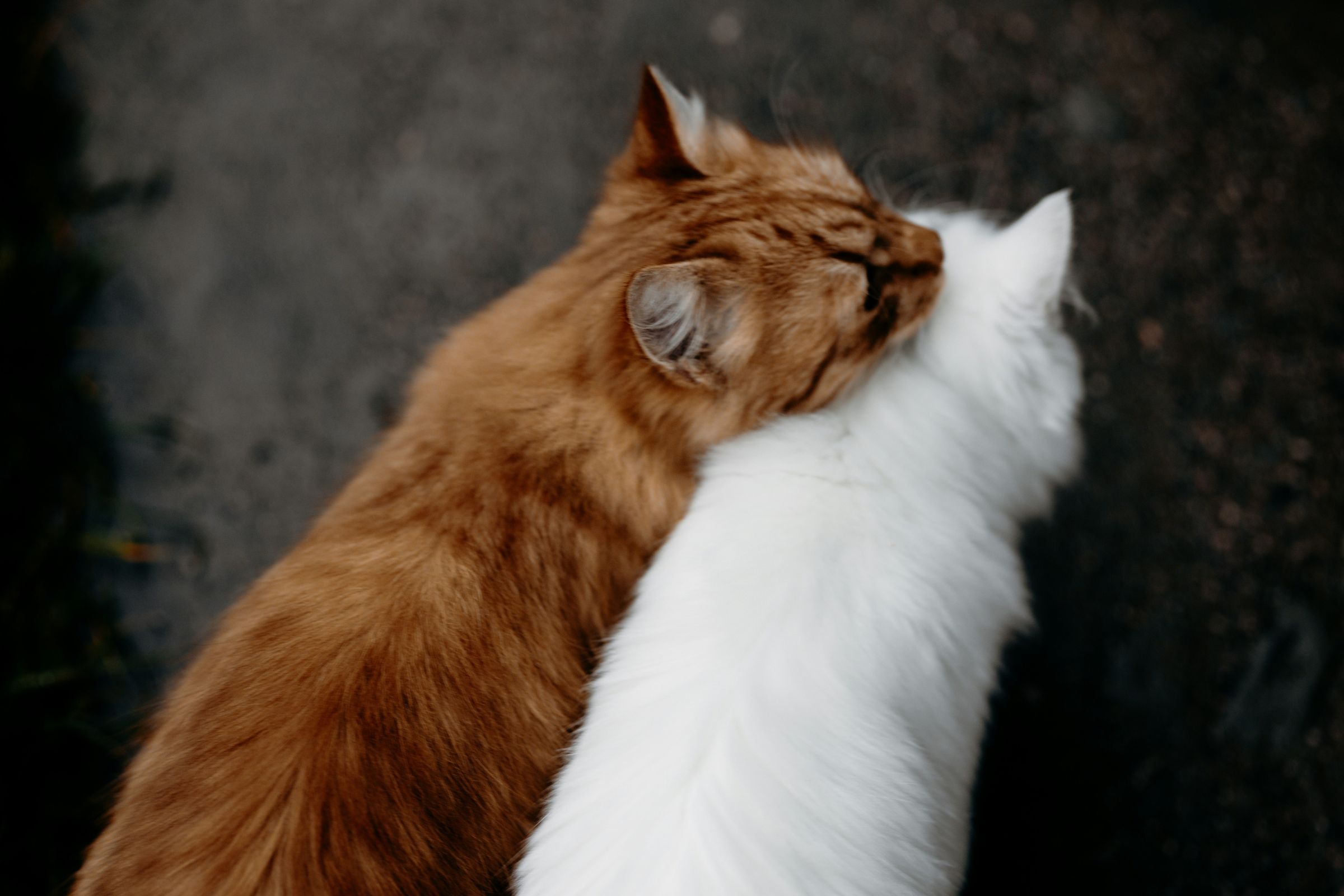 Two cats cuddling