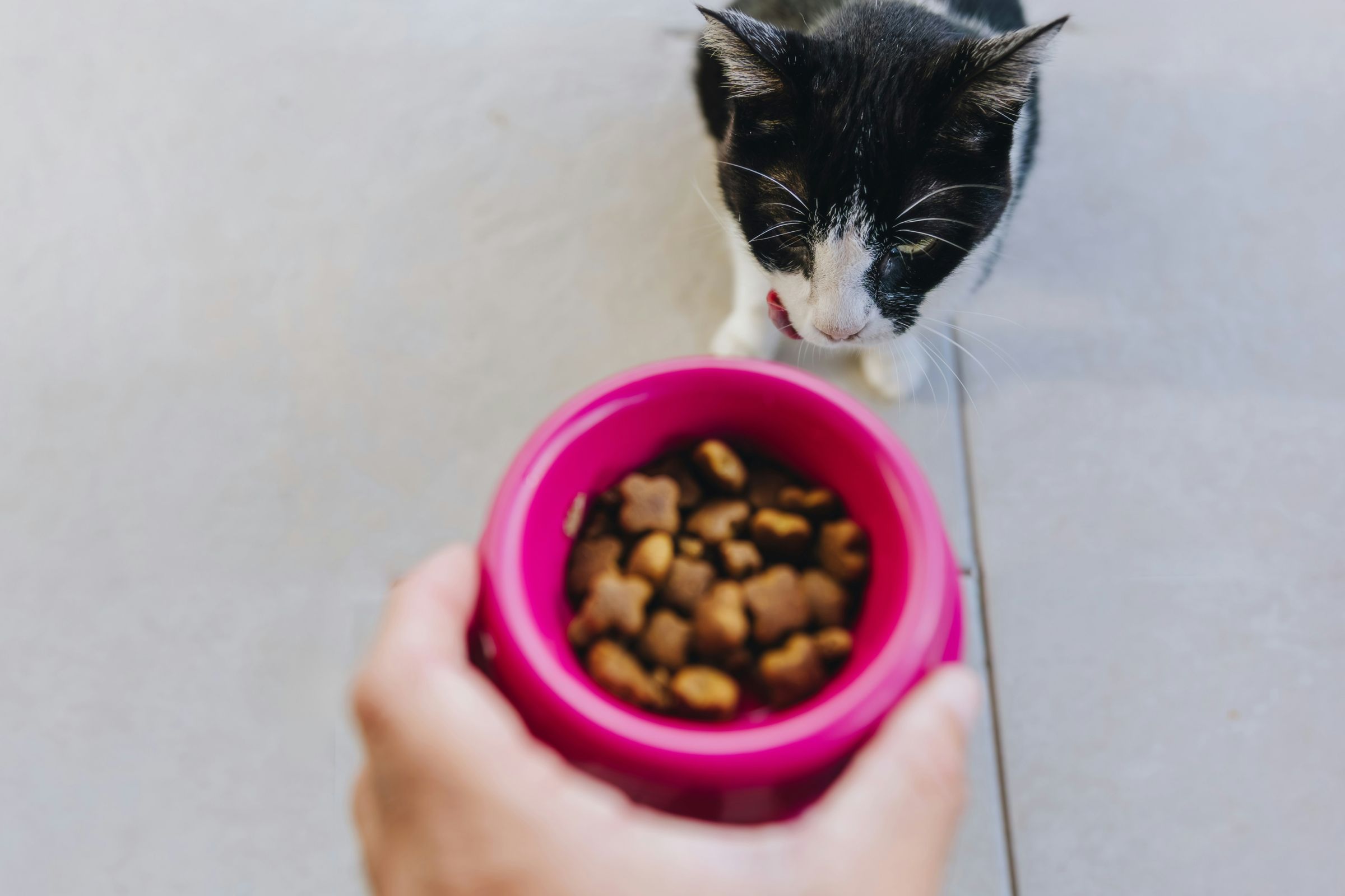 Black and white cat eating from a food bowl