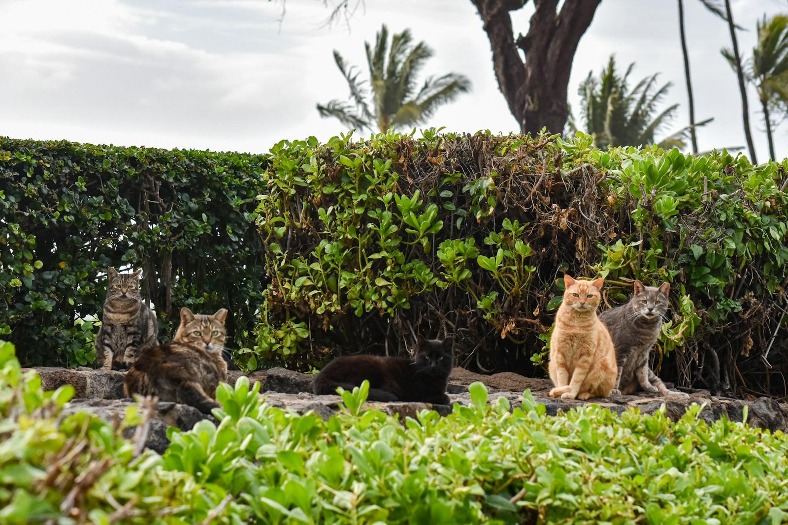 A colony of street cats among bushes and palm trees