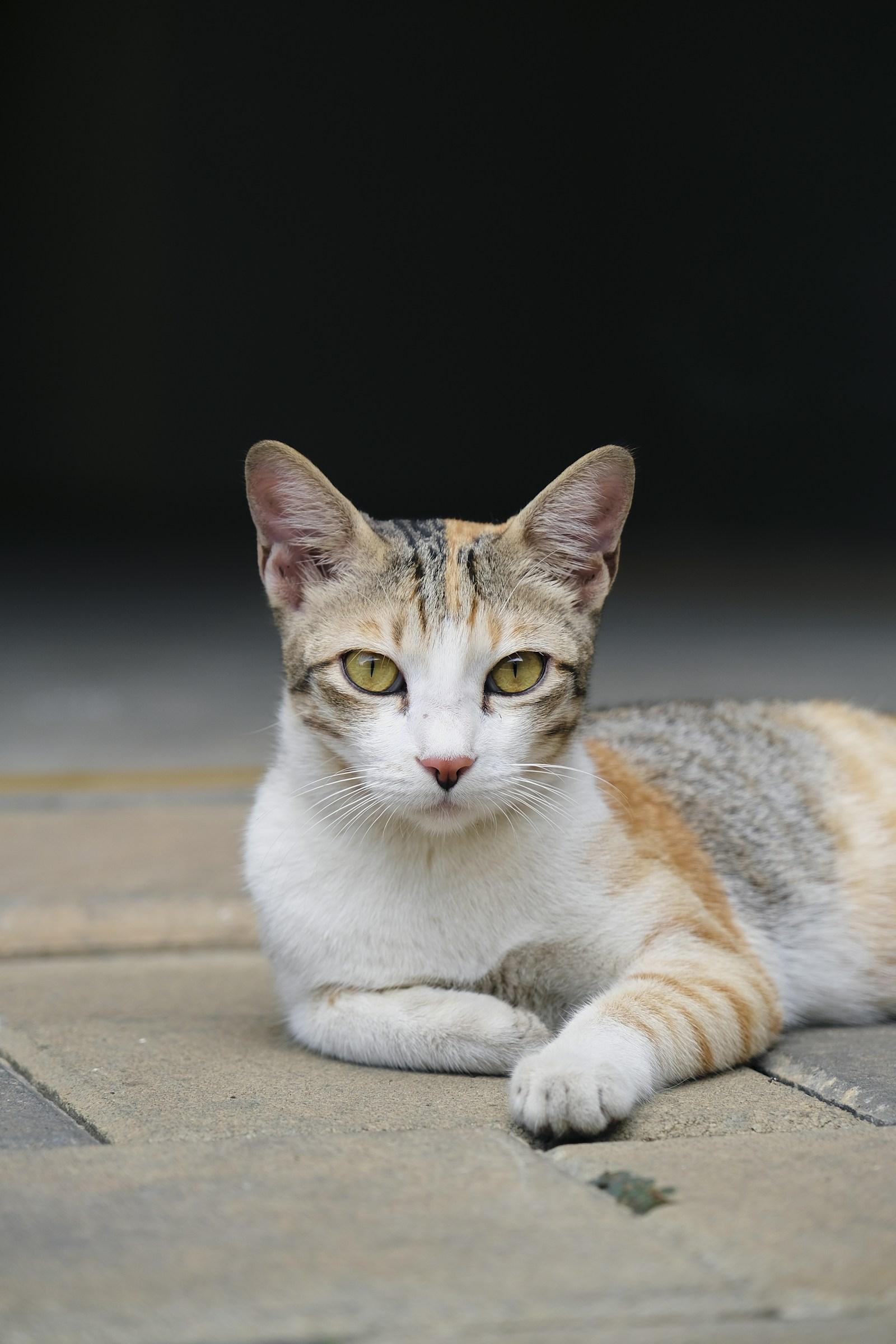 Calico street cat lying on paving stones
