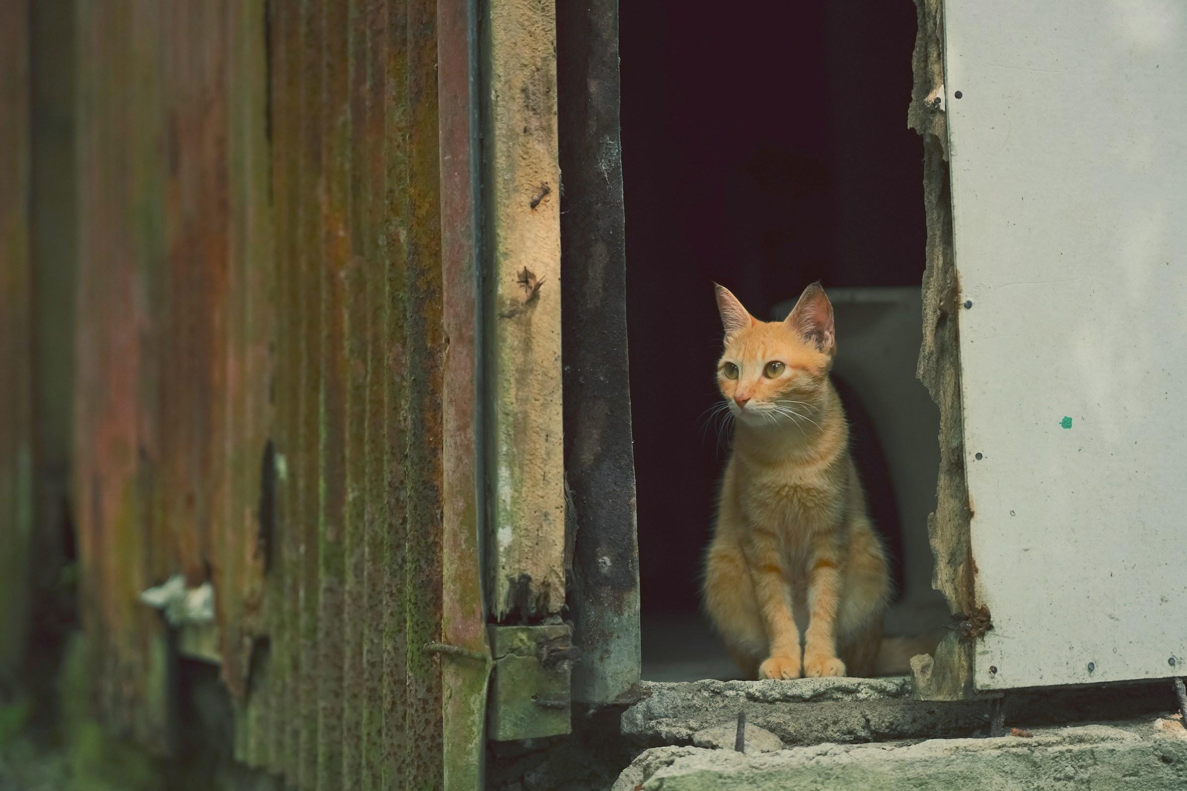 Ginger cat sitting in an old doorway