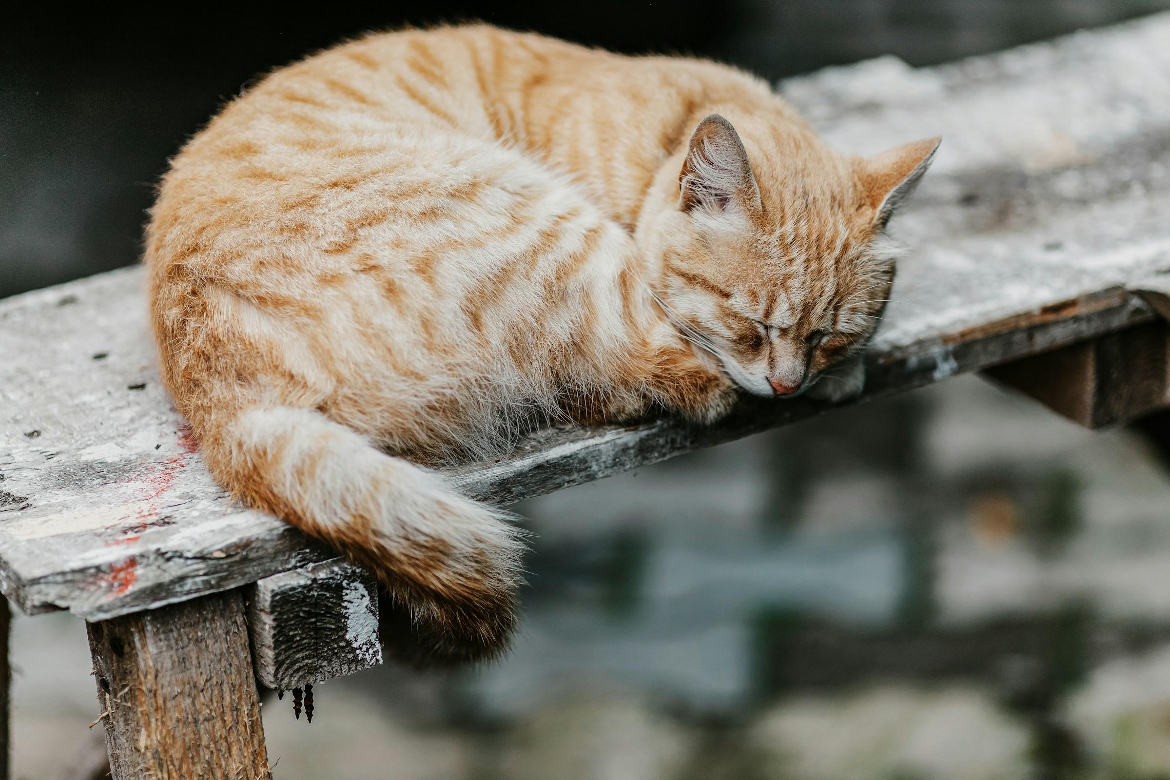 Ginger tabby cat asleep on a wooden plank