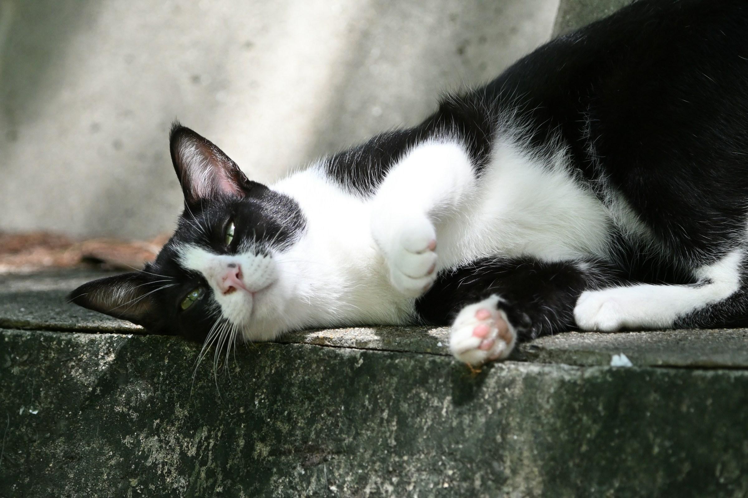 Black and white street cat stretched out on a wall