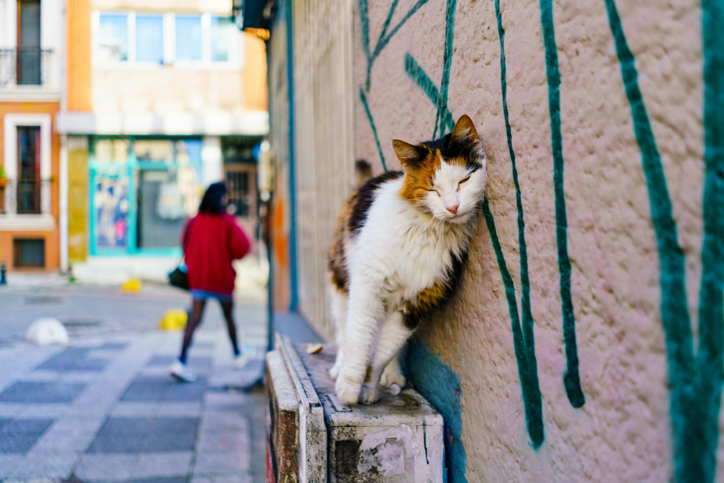 Calico cat rubbing against a painted wall on a street