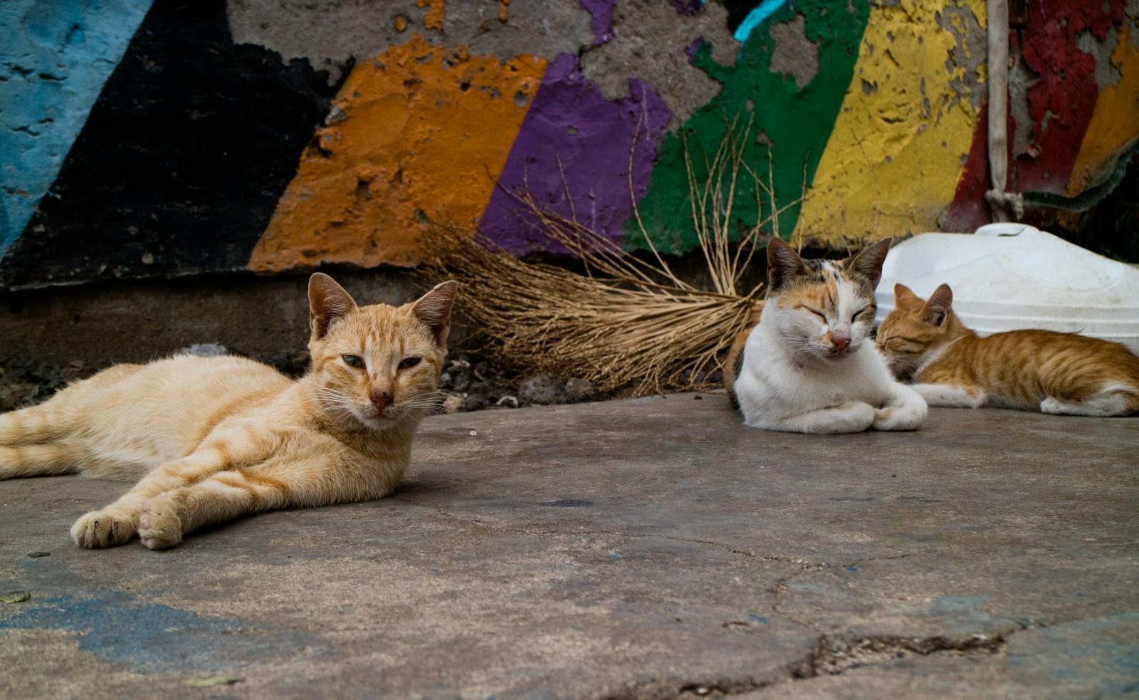 Three street cats resting beside a painted wall