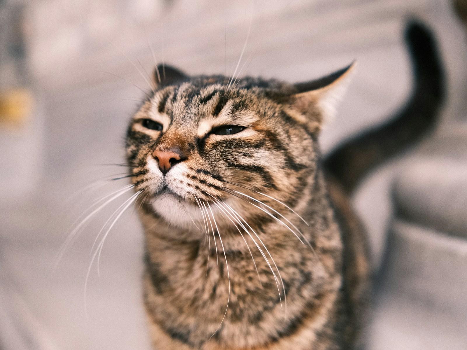 Striped cat sitting on stone stairs